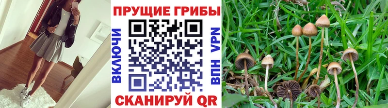 Псилоцибиновые грибы Cubensis  где купить   Строитель 